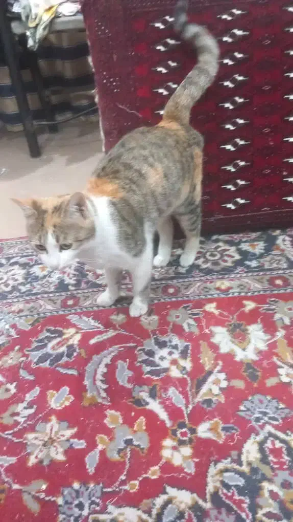 واگذاری رایگان|گربه|گرگان, |دیوار