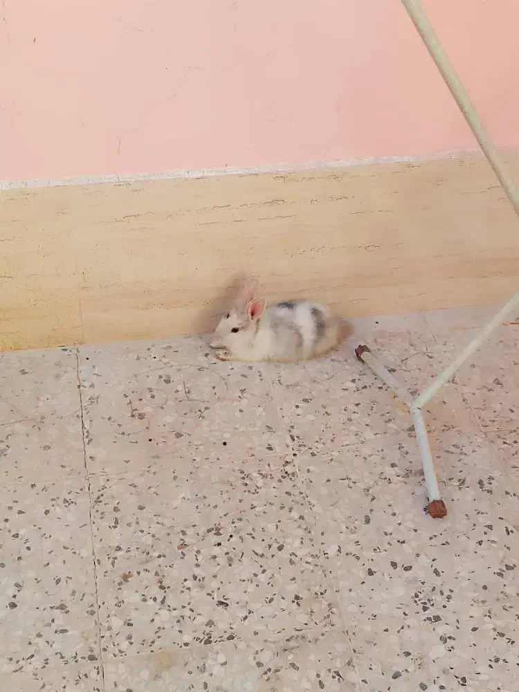 خرگوش کوچولوی بازیگوش بامزه|موش و خرگوش|شهرکرد, |دیوار