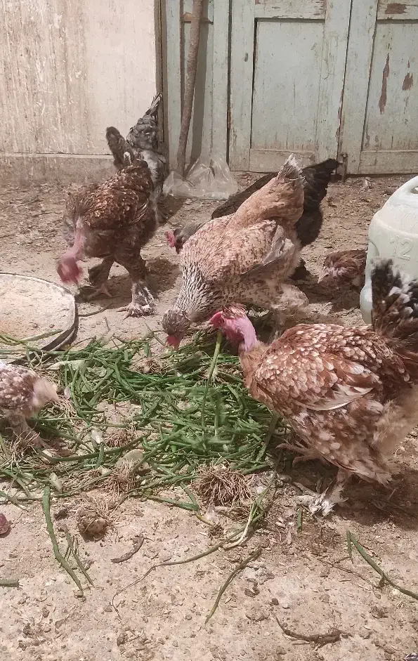 مرغ دیلگونی دزدیده شده|حیوانات|بهبهان, |دیوار