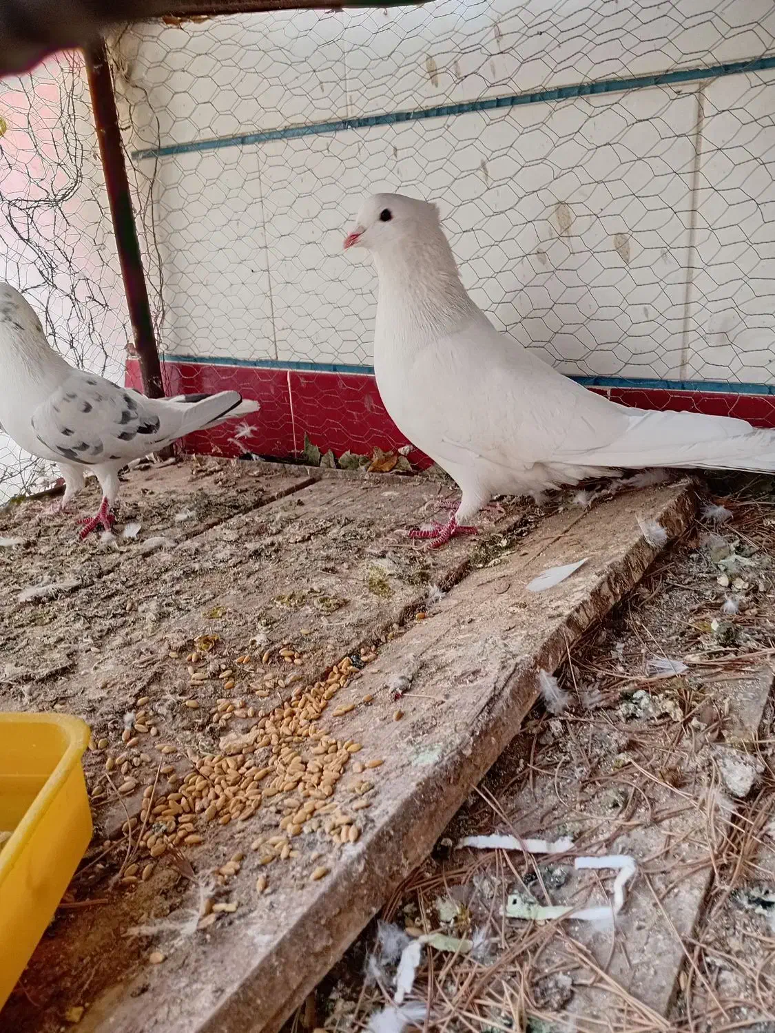 کفتر دمگیر سفید شیویدی|پرنده|برخوار, |دیوار