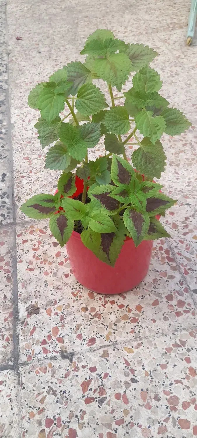 گل و گلدان|گل و گیاه طبیعی|اهواز, بیست متری شهرداری|دیوار