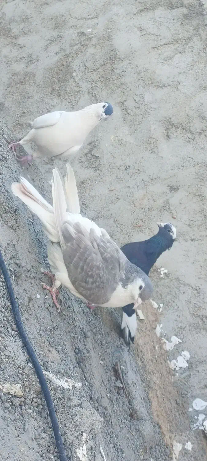 سه عدد کبوتر|پرنده|دلبران, |دیوار