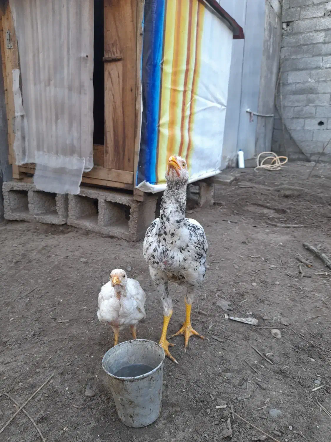 خروس لاری|حیوانات مزرعه|رشت, هلال احمر|دیوار