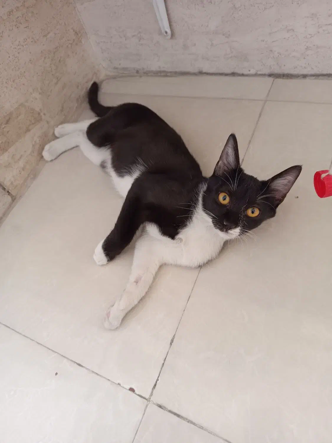 گربه مهربون و ناز نازی|گربه|اسلامشهر, شهرک واوان|دیوار