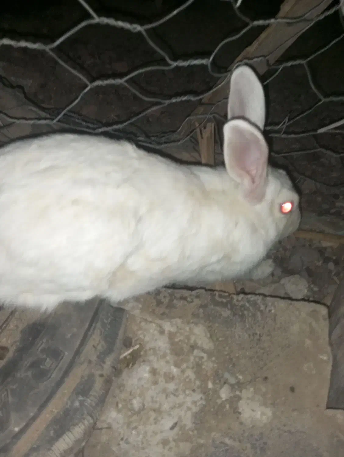 تعداد چند عدد خرگوش فروشی|موش و خرگوش|ایرانشهر, |دیوار