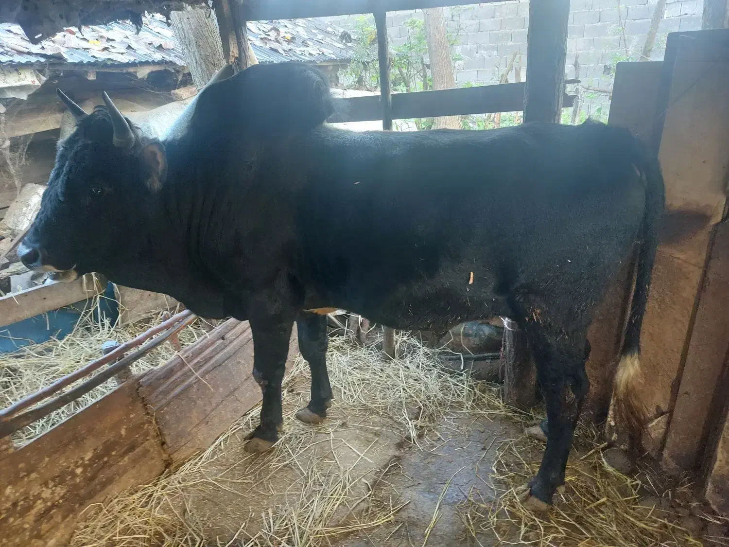 ورزا محلی هم داشتی هم گوشتی کم سن|حیوانات مزرعه|رشت, لاکان|دیوار