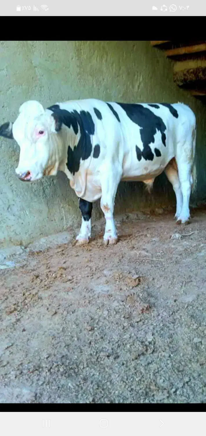 گاو ماده|حیوانات مزرعه|سراوان, |دیوار