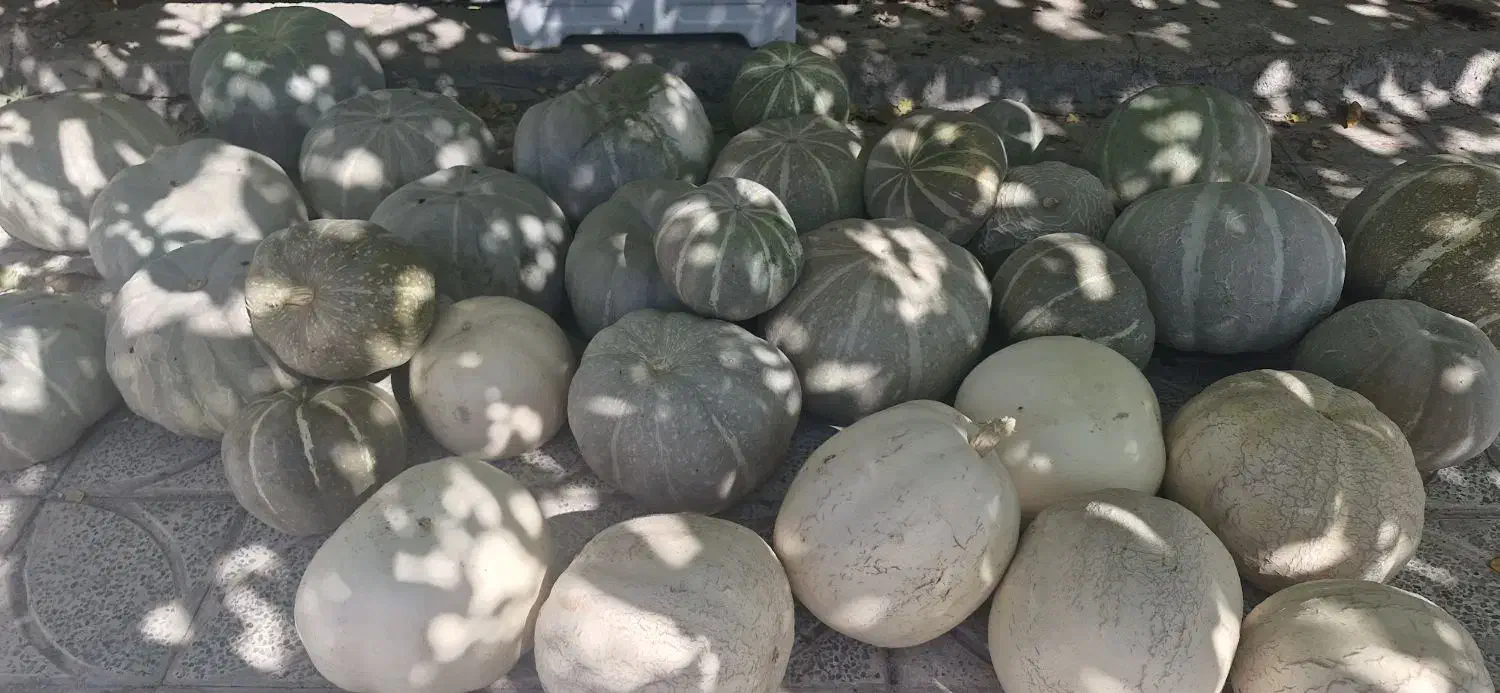 فروش کدوی سبز و سفید ارگانیک|خوردنی و آشامیدنی|زاینده رود, |دیوار