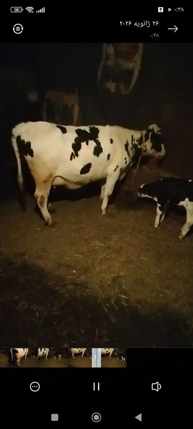 گاو شیری|حیوانات مزرعه|هریس, |دیوار