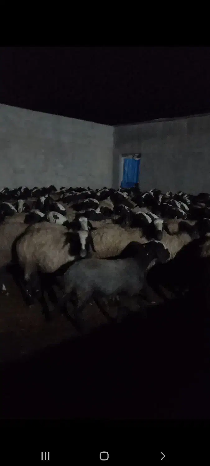 میش های بسیار درشت و وزن بالا و دوقلوزاء شال|حیوانات مزرعه|شال, |دیوار