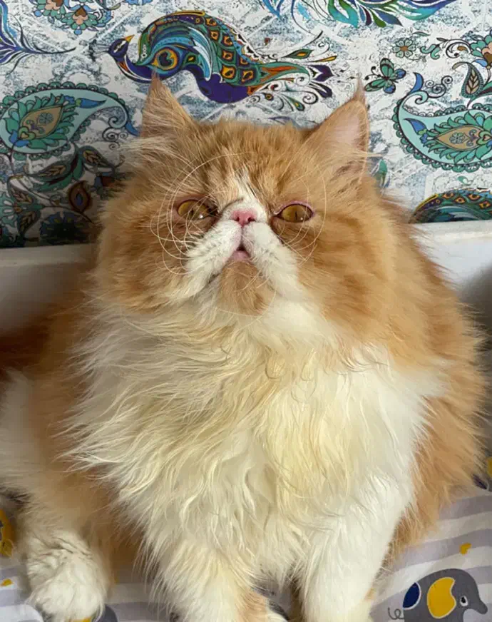 گربه پرشین|گربه|لاهیجان, گلستان|دیوار