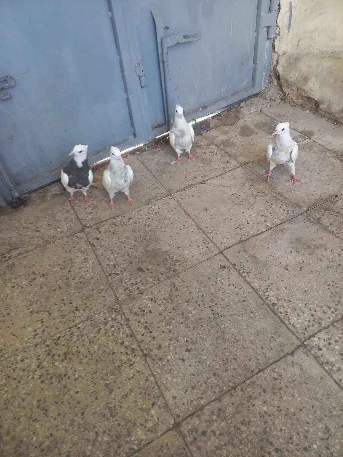 کبوتر طوقی شازده یا سرور|پرنده|شیراز, شهرک رضوان|دیوار