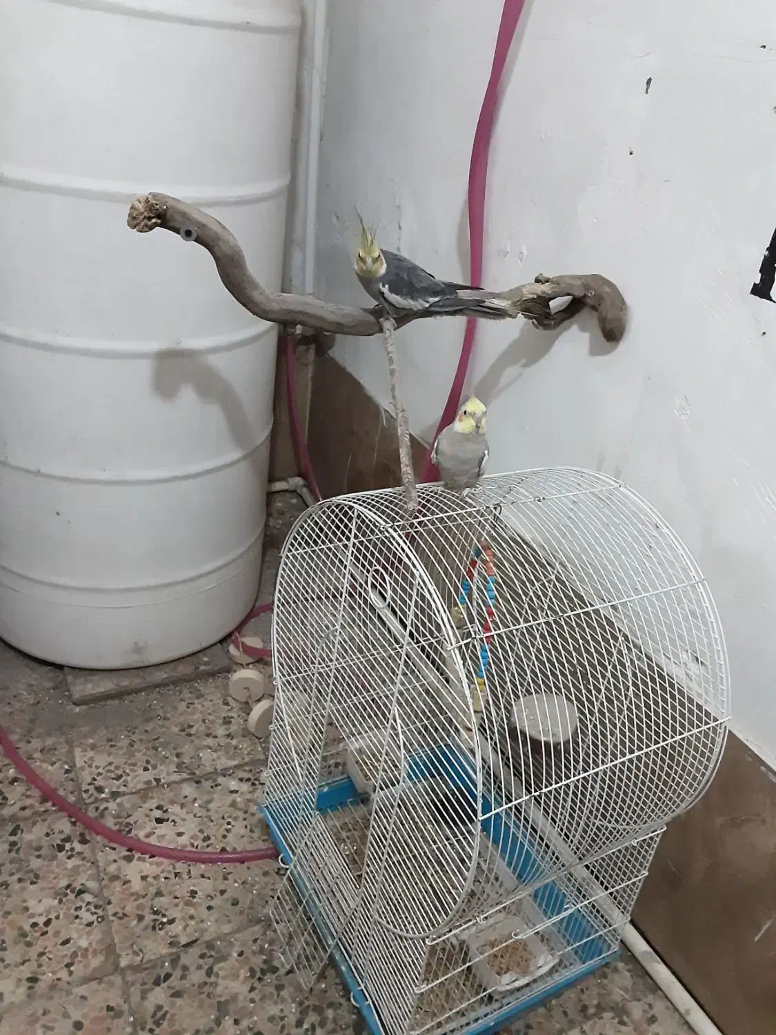 طوطی عروس جفت ۷۰۰|پرنده|رشت, دروازه لاکان|دیوار