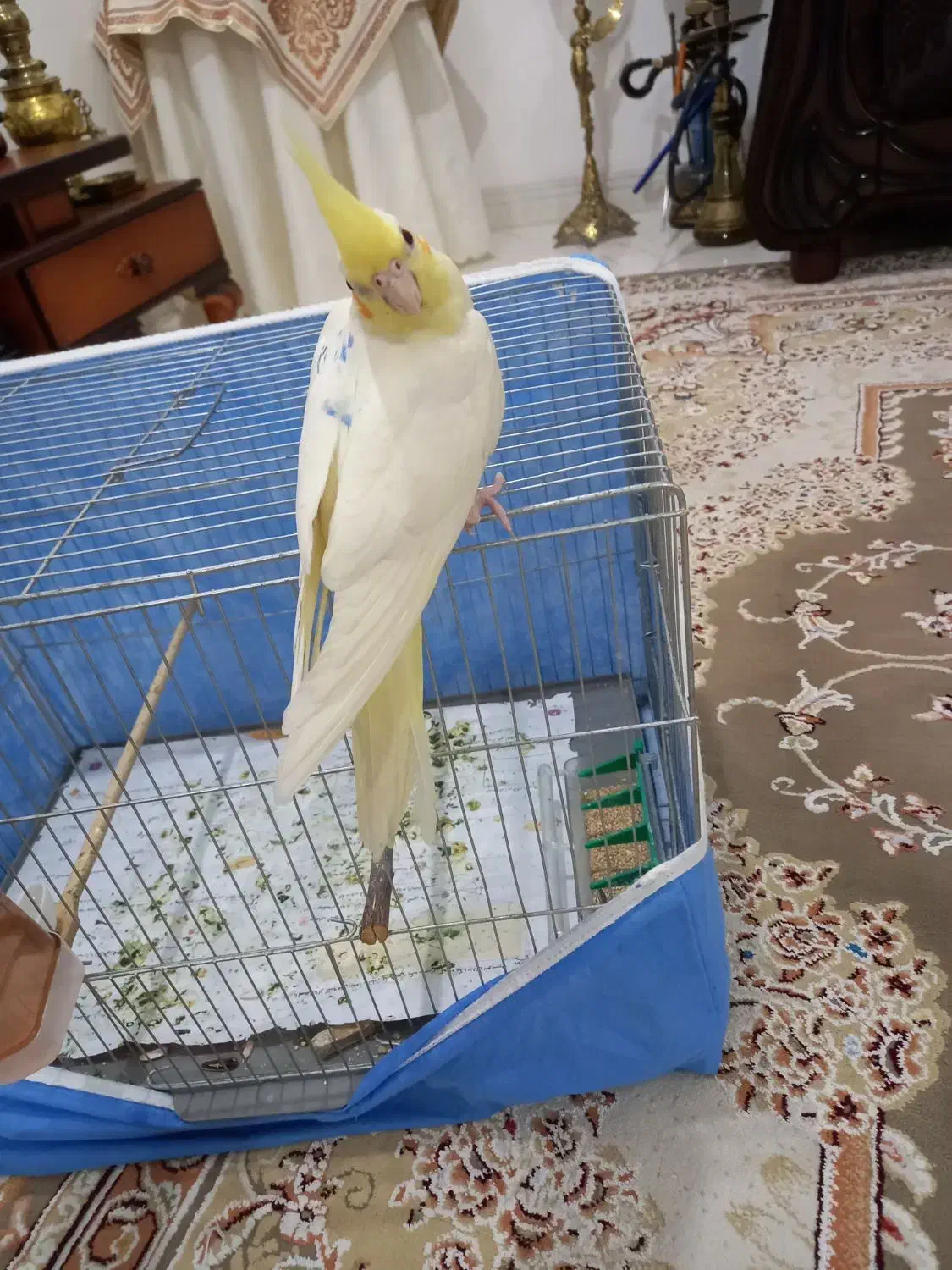 عروس هلندی رام رام ۴ماه|پرنده|هشتگرد, هشتگرد قدیم|دیوار