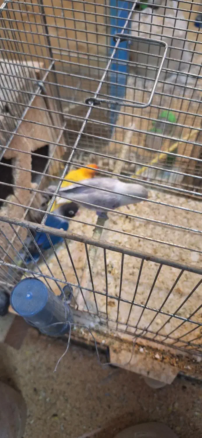 تعدادی کوتوله و فنچ|پرنده|اردکان, |دیوار