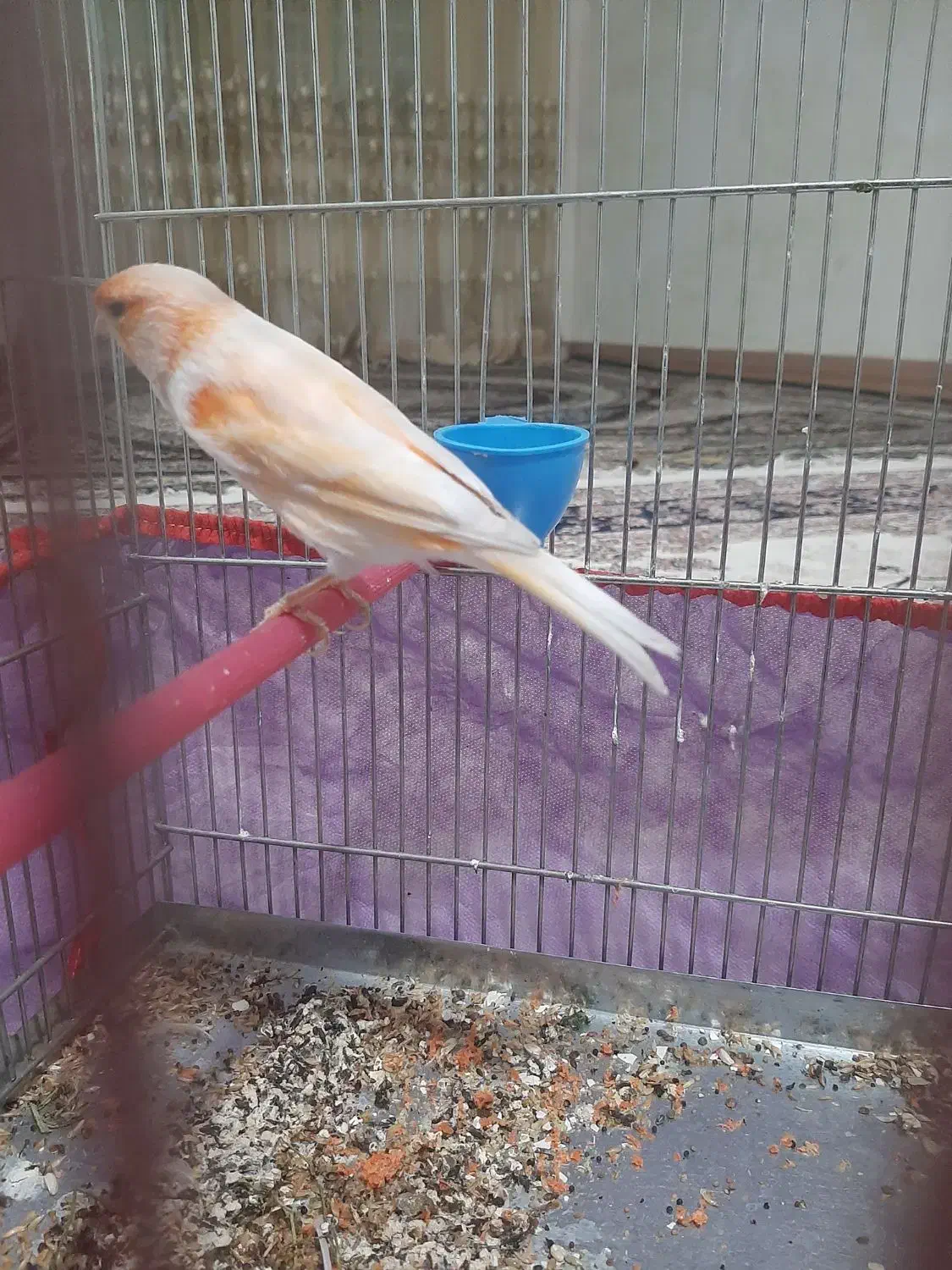 قناری چهار گل|پرنده|کوهدشت, |دیوار