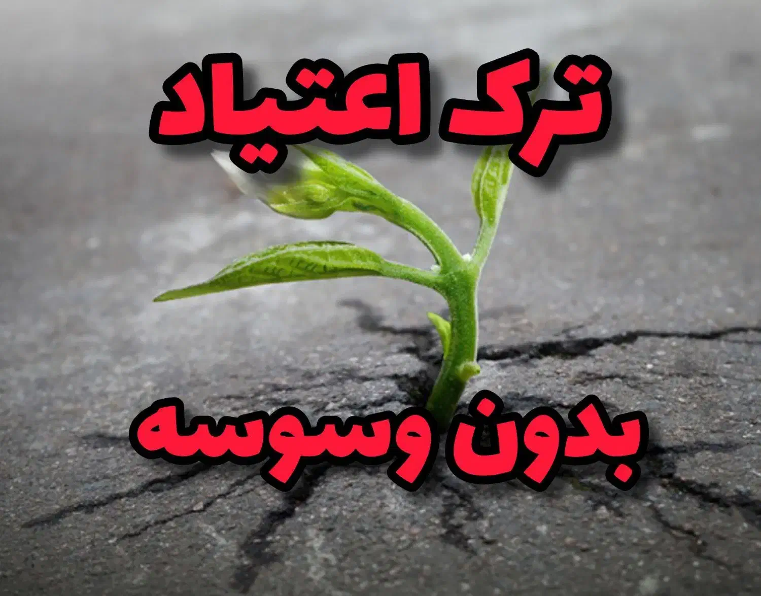 تر*ک اعتیا*د کاملا گیاهی بدون درد و خماری|خدمات آرایشگری و زیبایی|تربت جام, کلالی|دیوار