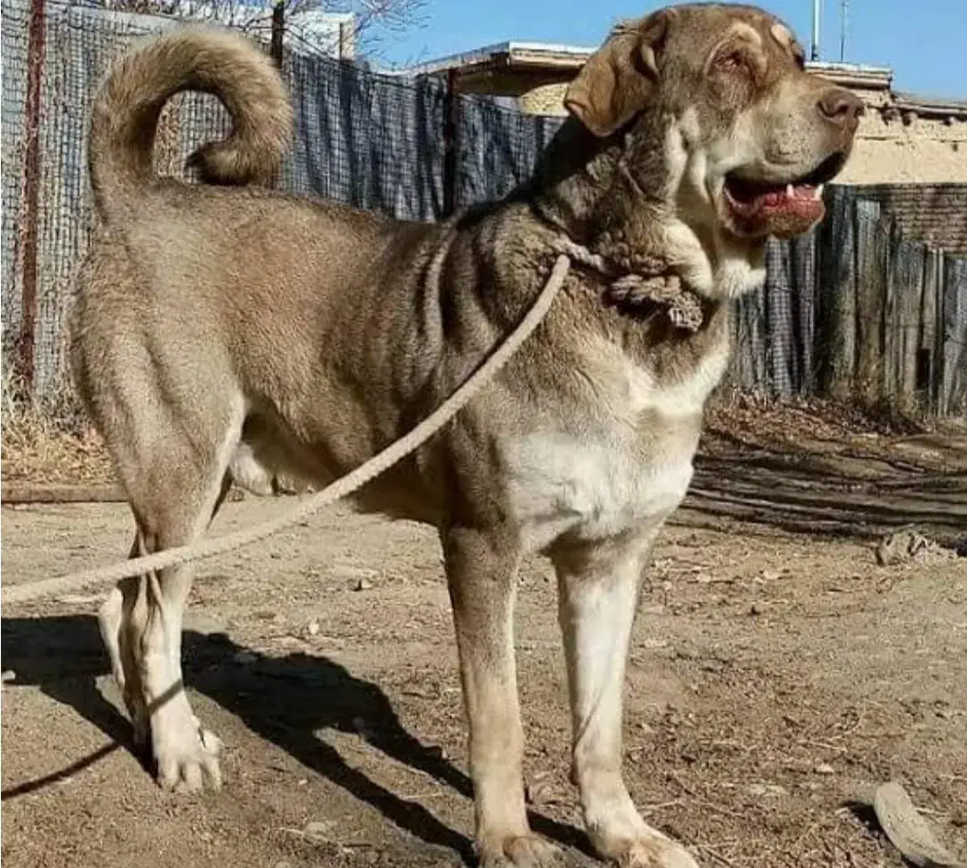 واگذاری سگ|سگ|مشهد, شهید جنگی|دیوار