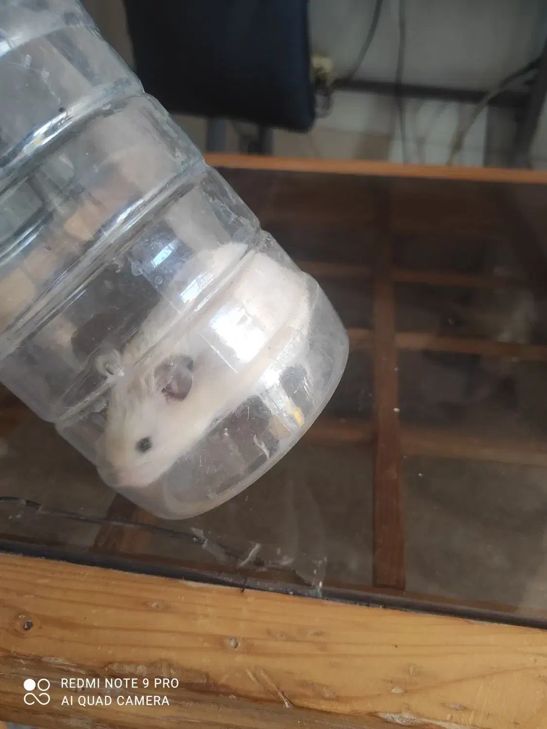 همستر|موش و خرگوش|سنندج, |دیوار