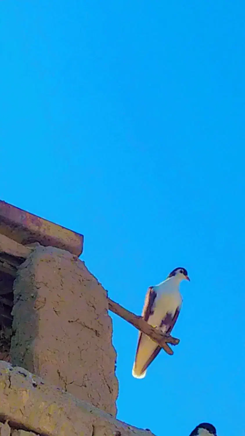 کفتر و کبوتر با دوتا جوجه معاوضه ای|پرنده|کرباسک, |دیوار