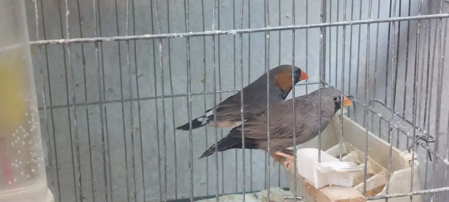 فنچ گلو بریده زبرا کرواتی پارسون سیلور گلدین|پرنده|تهران, دولاب|دیوار