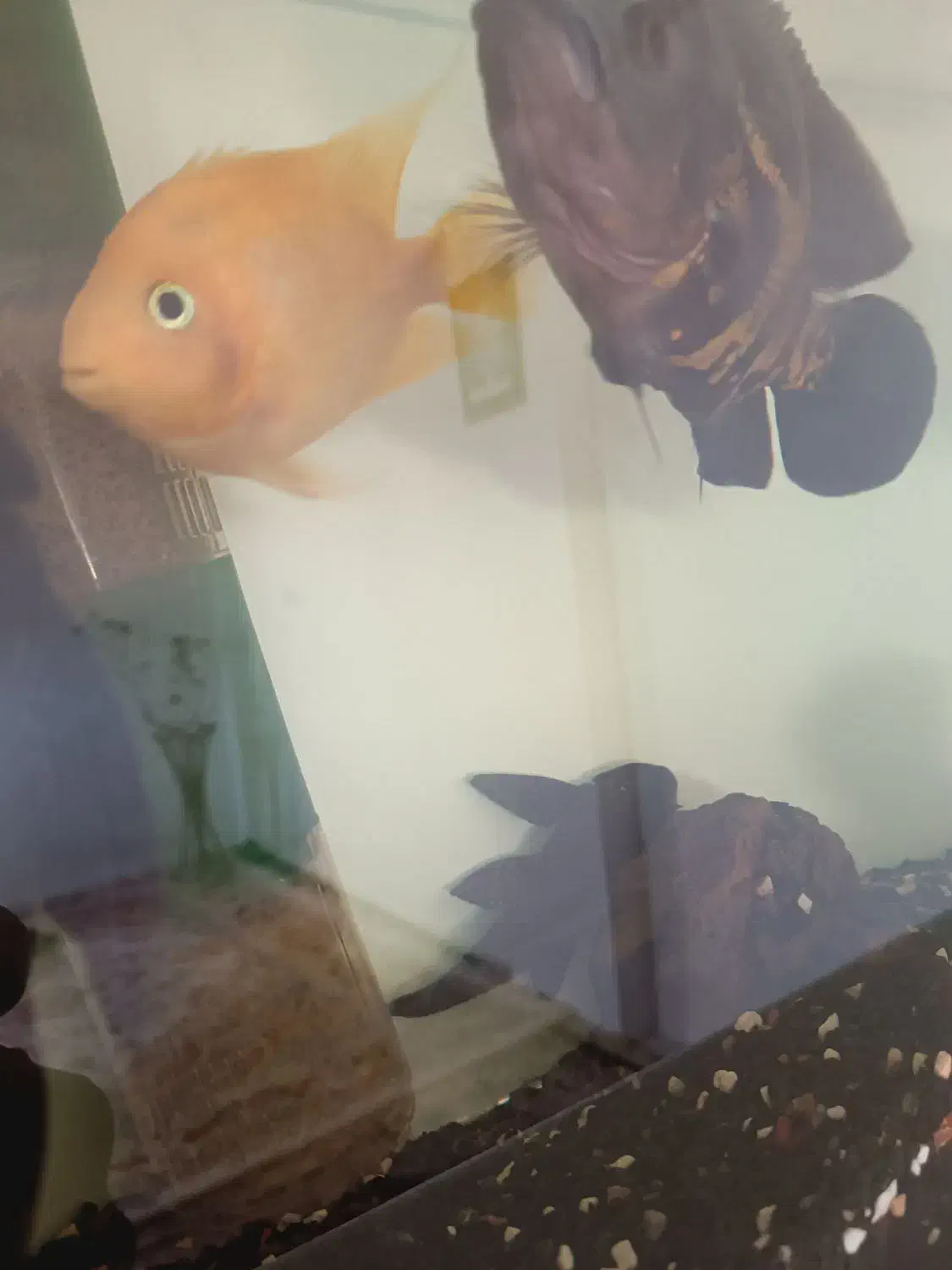 7عدد گوشتخار درشت با تمام لوازم مفت مفت|ماهی|مشهد, بهمن|دیوار