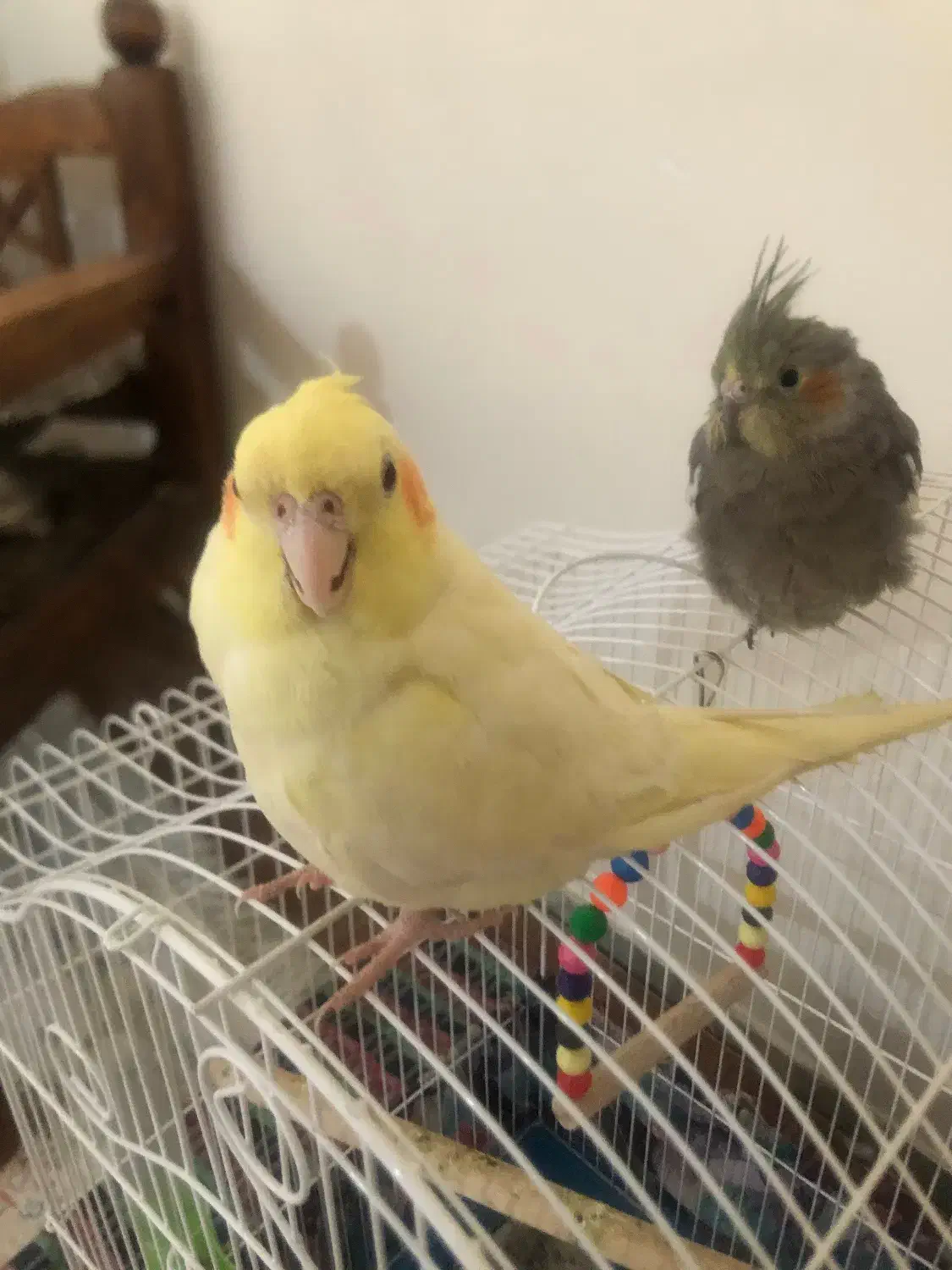 عروس هلندی لوتینیو|پرنده|سمنان, |دیوار