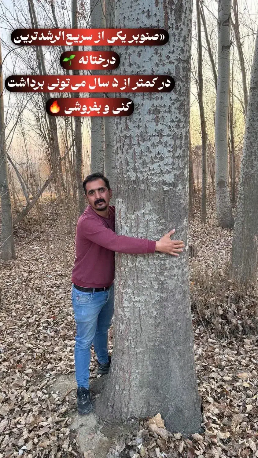 نهال صنوبر نیگرا مناسب تولید چوب|خدمات باغبانی و درختکاری|دماوند, دماوند|دیوار