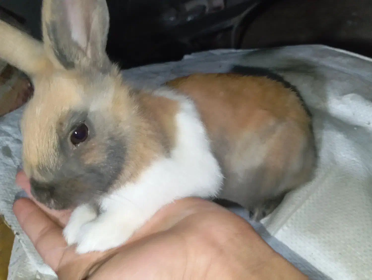 ۲تا بچه خرگوش|موش و خرگوش|نجف‌آباد, کشاورز|دیوار