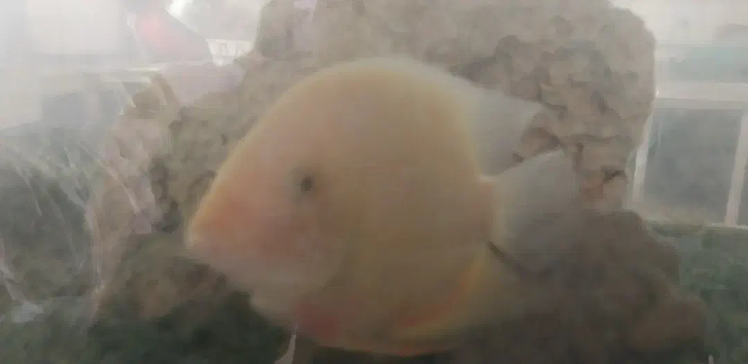 ماهی سورم زرد باهم 3عدد هستند باهم 1میلیون|ماهی|اصفهان, باغ کاران|دیوار