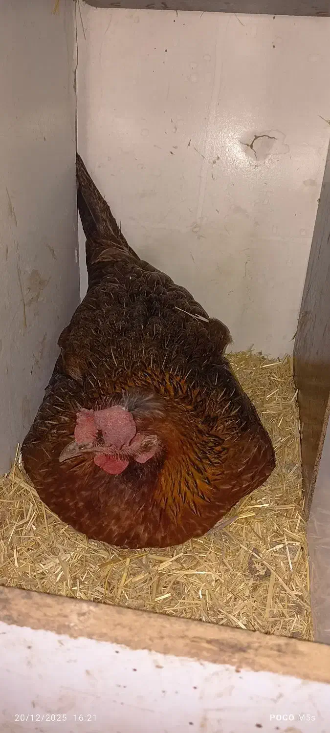 مرغ کرچ|حیوانات مزرعه|پاوه, |دیوار