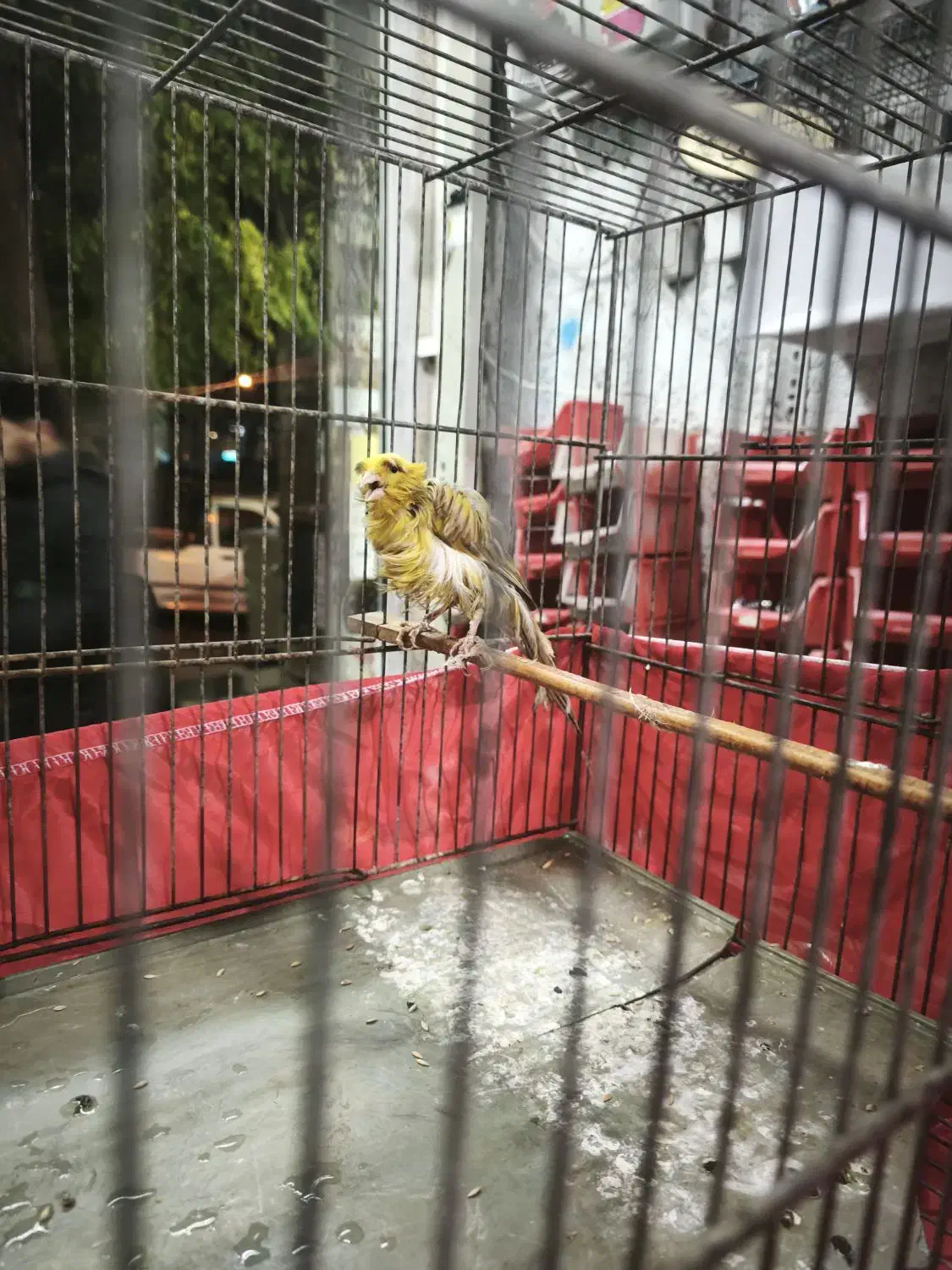 قناری فری|پرنده|کهریزک, |دیوار