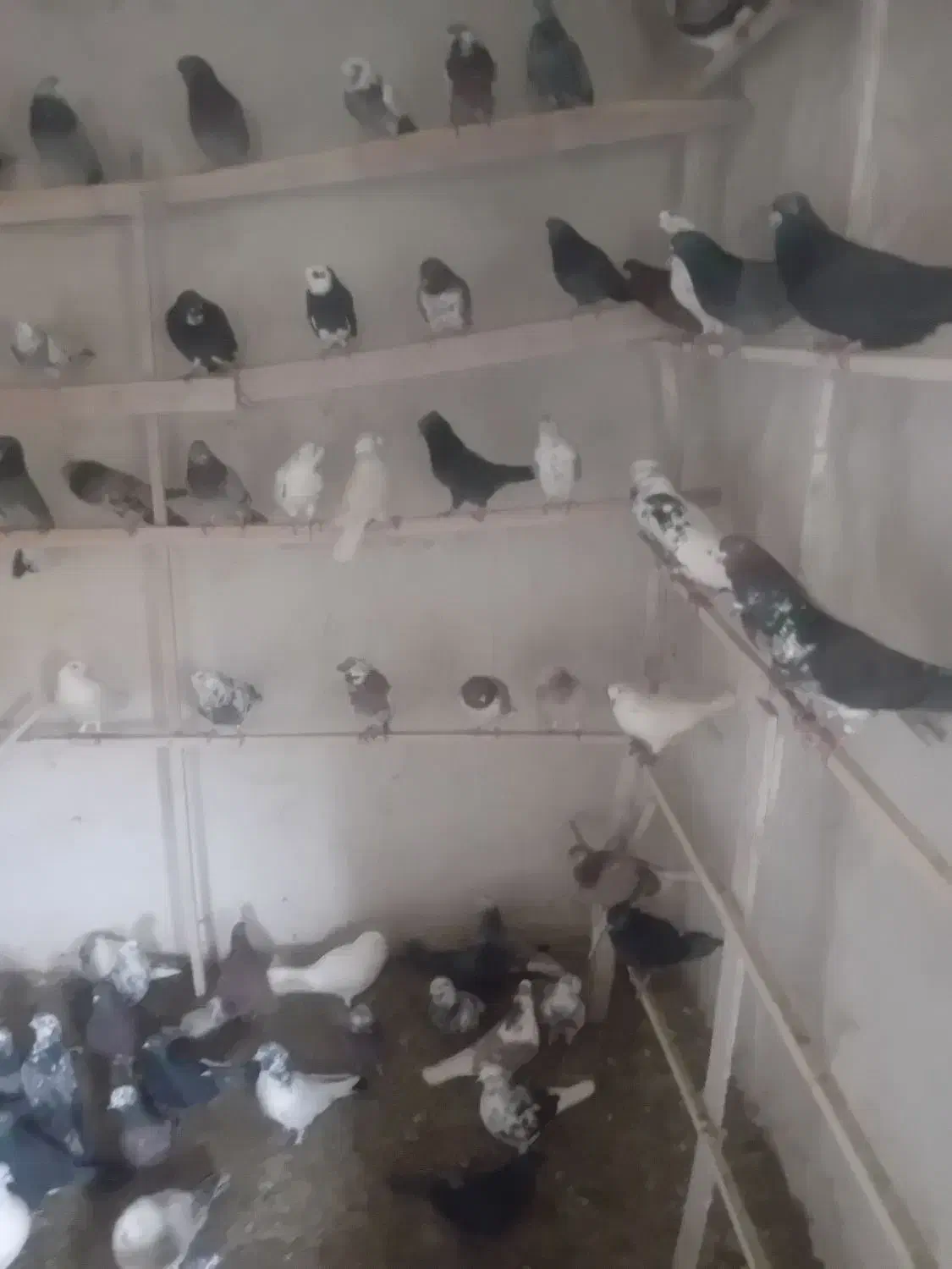 ۲۵۰ عدد کفتر پرشی خیلی خوب|پرنده|صوفیان, |دیوار