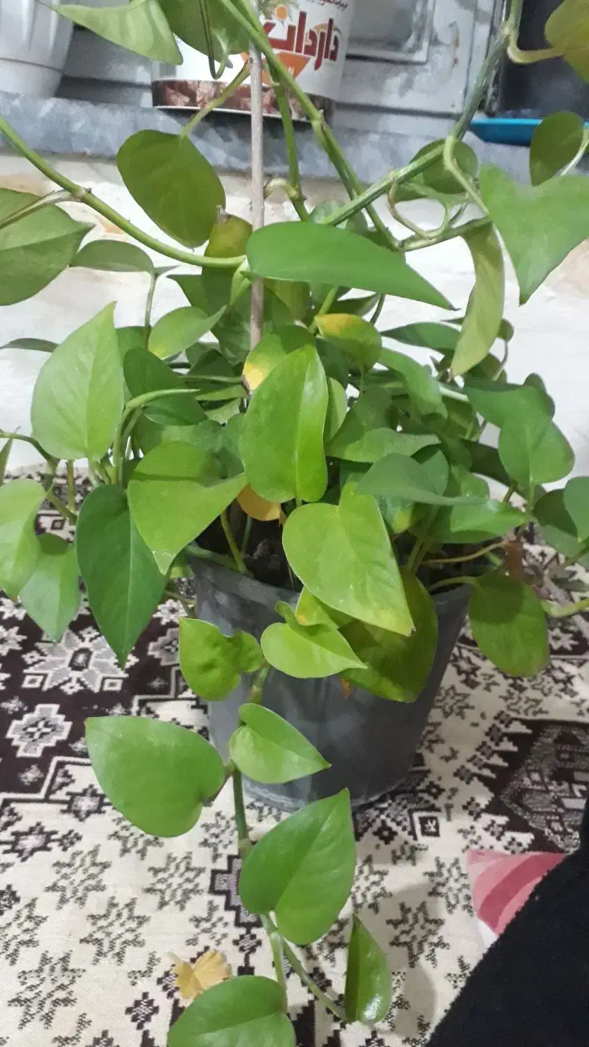 گل طبیعی|گل و گیاه طبیعی|مراغه, |دیوار