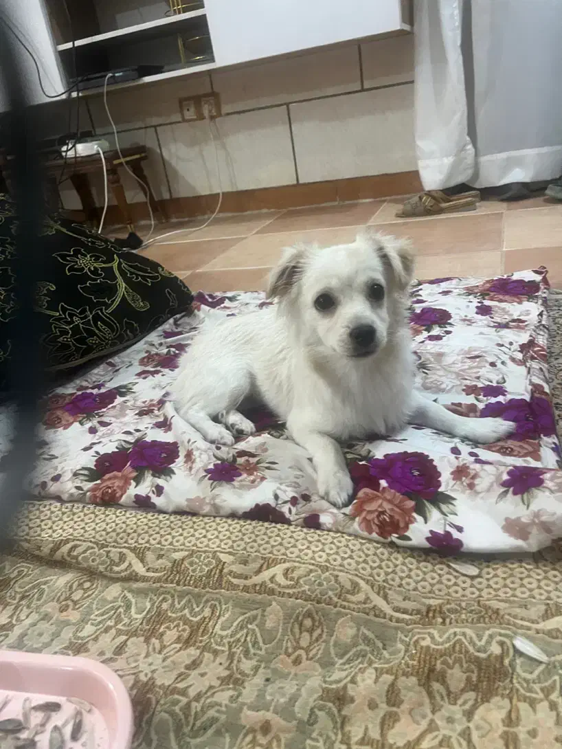 سگ پامر اشپیتز|سگ|کرمان, |دیوار