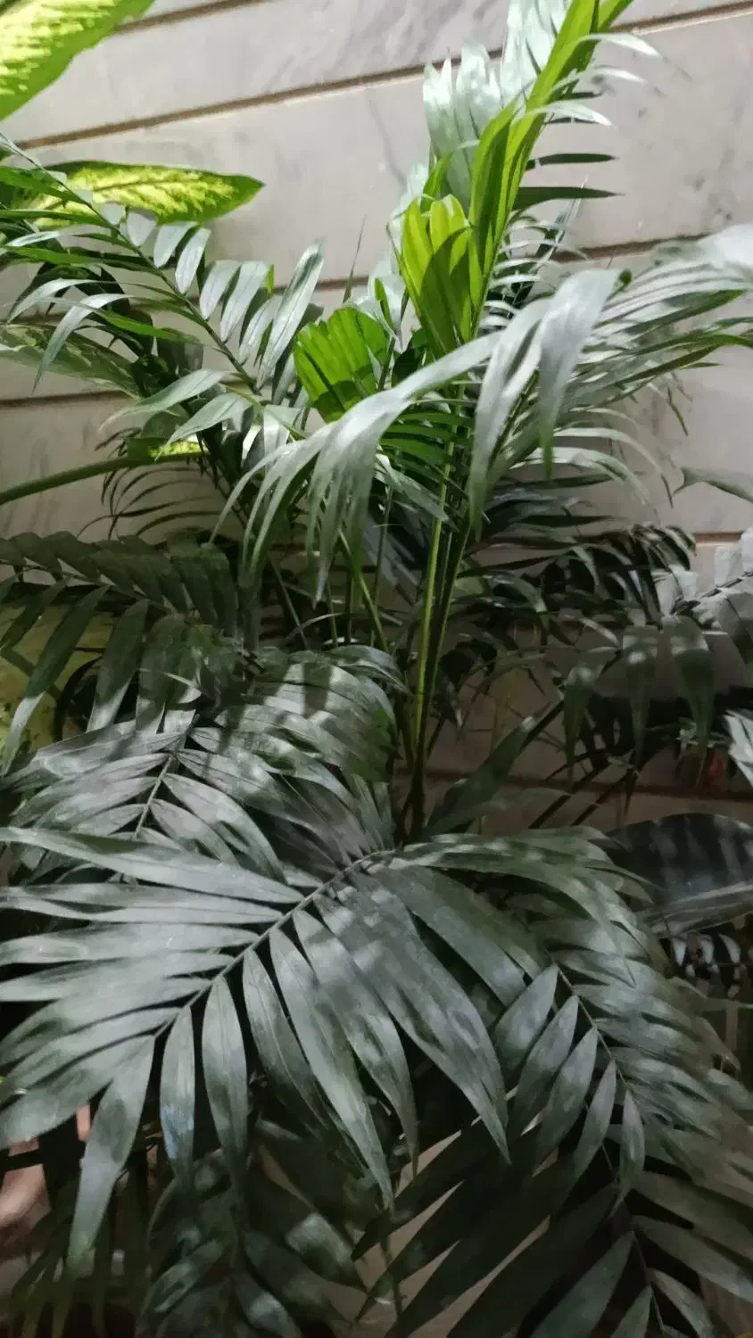 گلهای خانگی|گل و گیاه طبیعی|شیراز, شهرک والفجر|دیوار