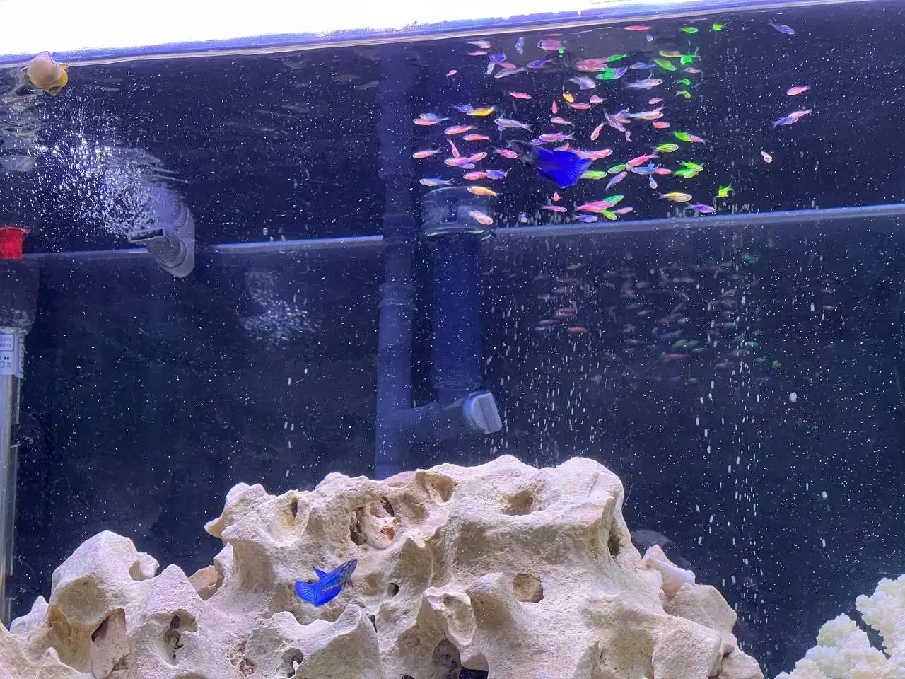 آکواریوم و ماهی|ماهی|ری, دیلمان|دیوار