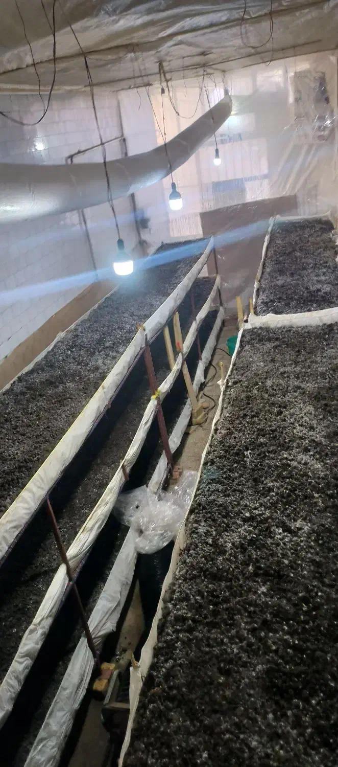 قفسه های قارچ|فروشگاه و مغازه|نقده, |دیوار