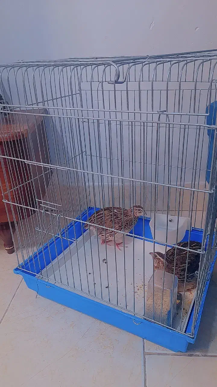 قفس|لوازم جانبی حیوانات|فردیس, شهرک شهید حسینی|دیوار