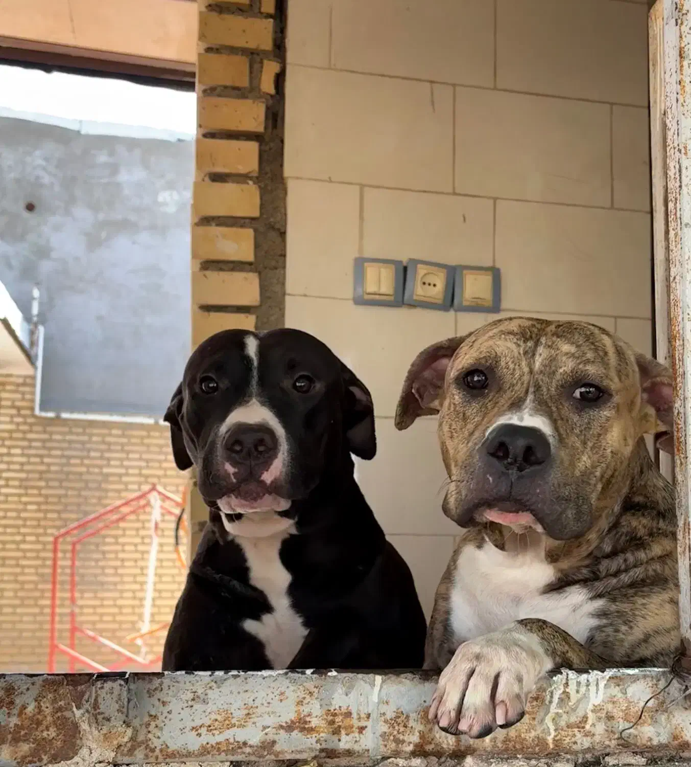 واگذاری سگ|سگ|امیدیه, |دیوار