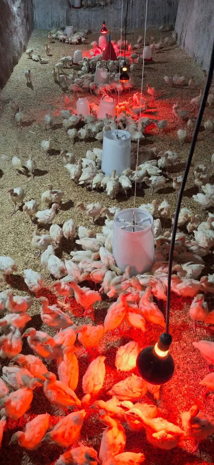 جوجه بوقلمون بیوتی ۶ بیست روزه و۳۰ روز|حیوانات مزرعه|مشهد, عیدگاه|دیوار