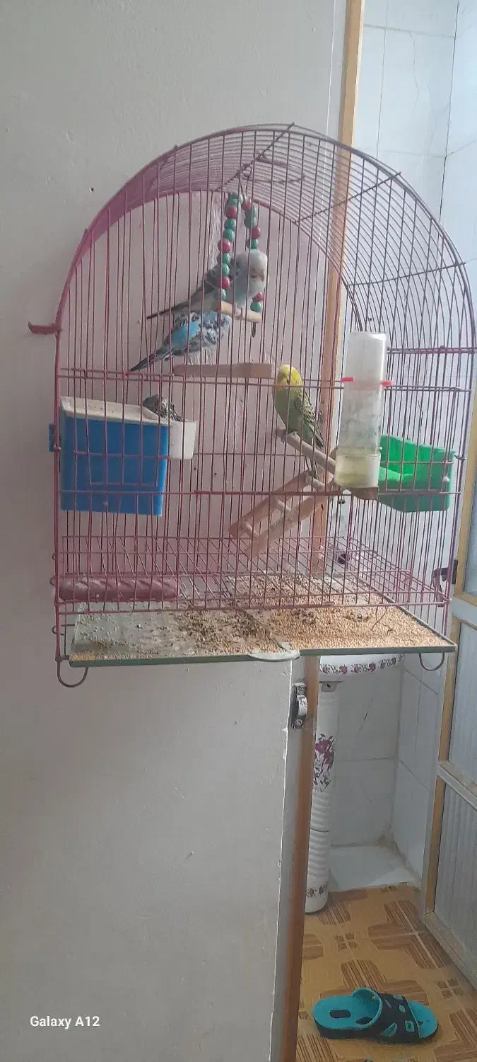 مرغ عشق|پرنده|ایذه, |دیوار