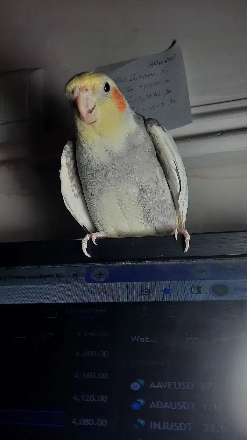 گمشده|حیوانات|میناب, |دیوار