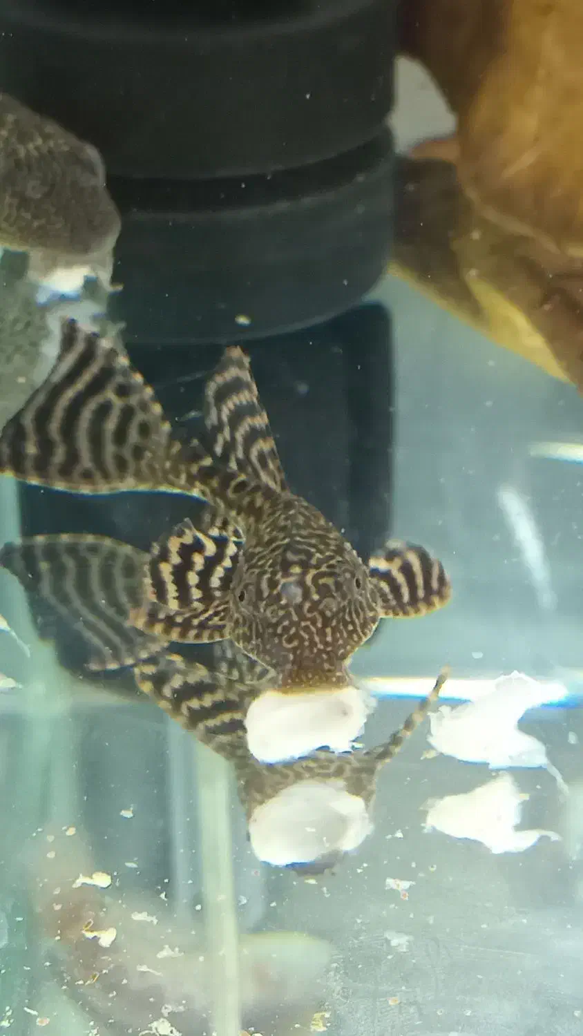 لجنخوار کت اسپرت|ماهی|مشکین‌دشت, |دیوار