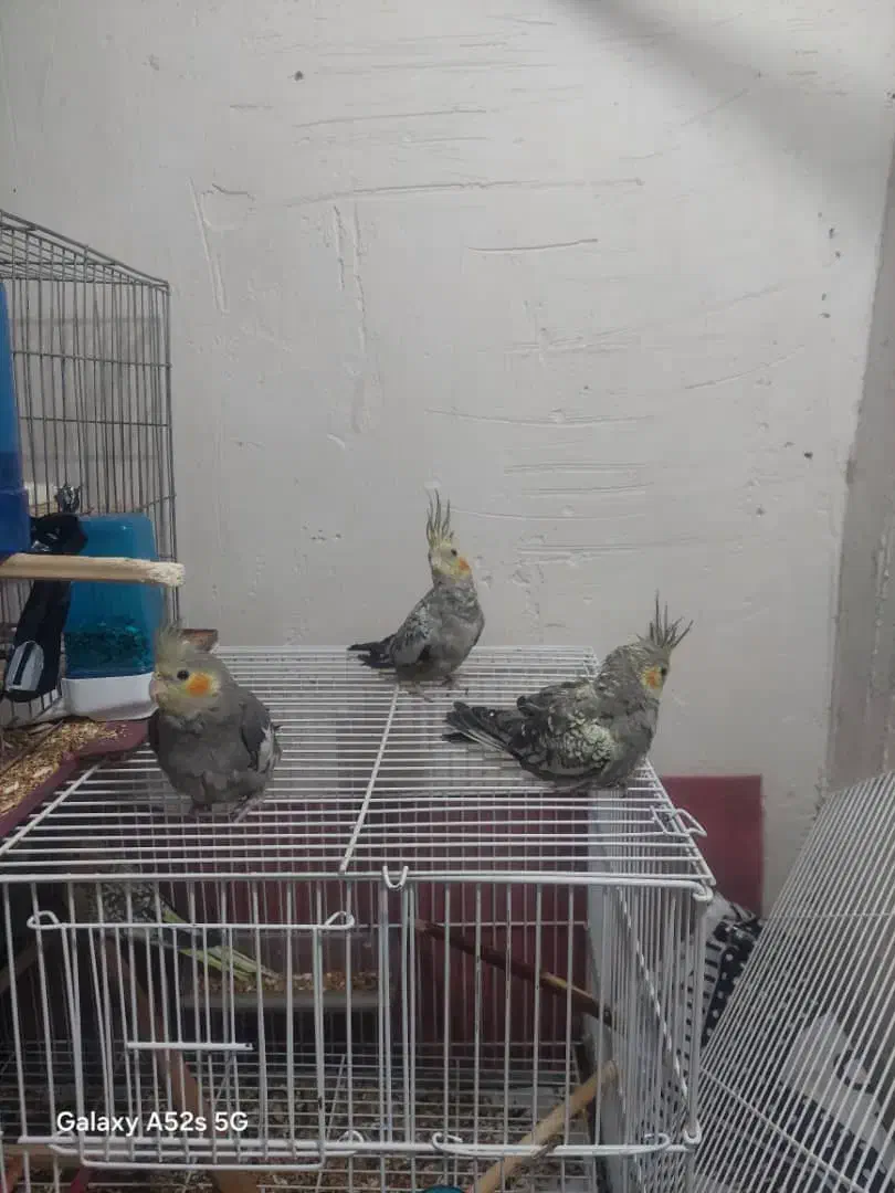 عروس‌هلندی|پرنده|بندر ماهشهر, |دیوار