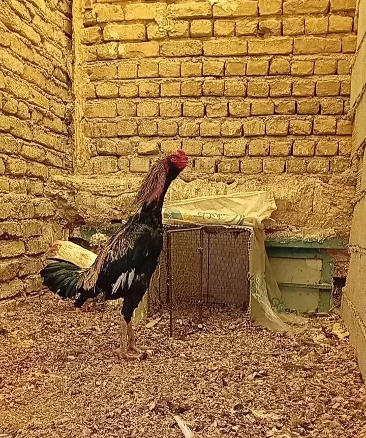 خروس لاری|حیوانات مزرعه|آبیک, |دیوار