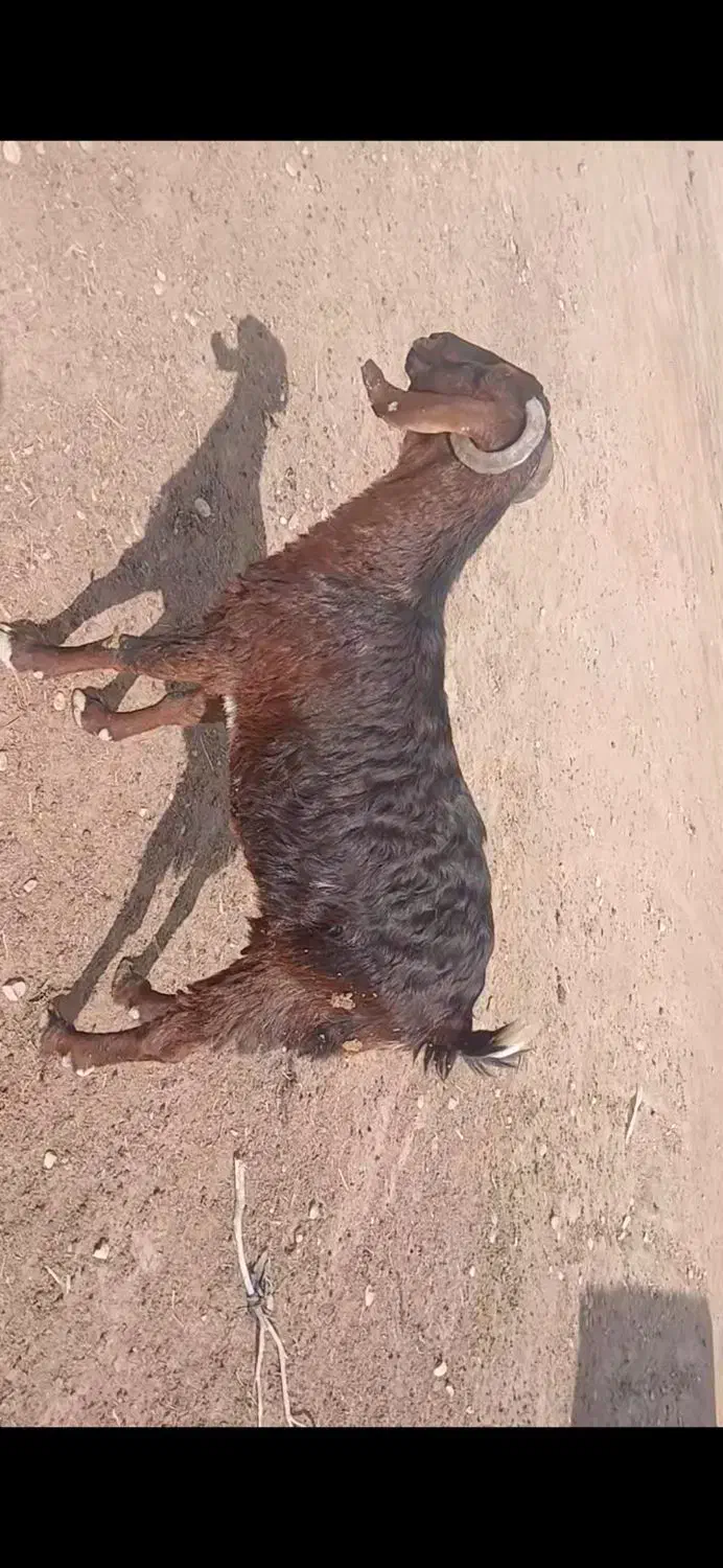 بز ماده|حیوانات مزرعه|شادگان, |دیوار