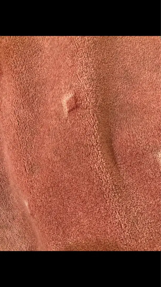 موکت پالاز|موکت|اهواز, گلستان|دیوار