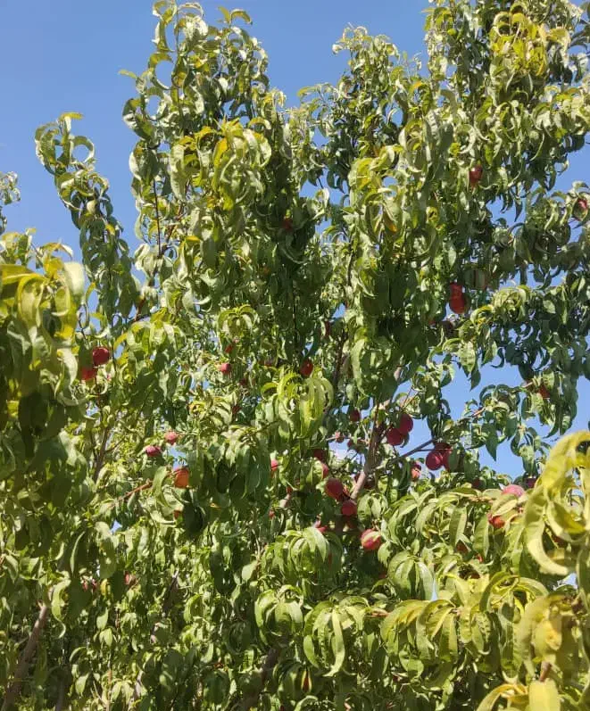 باغ انجیره|فروش زمین و ملک کلنگی|مرودشت, مختارآباد|دیوار