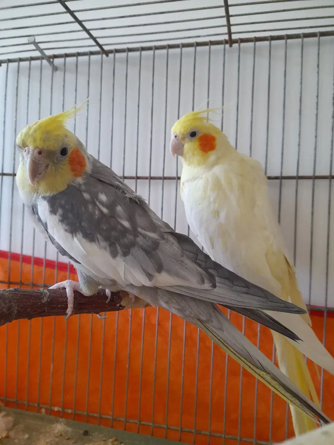 عروس هلندی|پرنده|بیستون, |دیوار